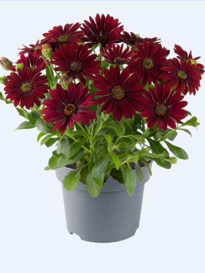 Osteospermum Afrikaans Velvet Osteospermum Afrikaans Velvet