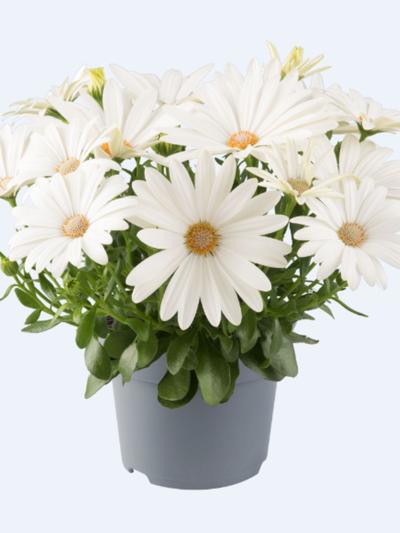 Osteospermum Afrikaans Cream 1.3L Osteospermum Afrikaans Cream 1.3L