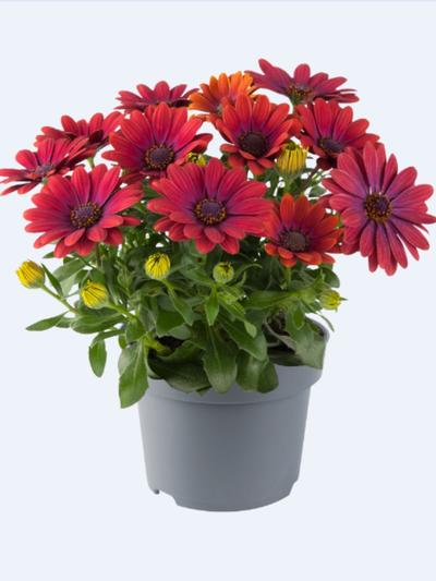Osteospermum Afrikaans Outback Bronze 1.3L Osteospermum Afrikaans Outback Bronze 1.3L