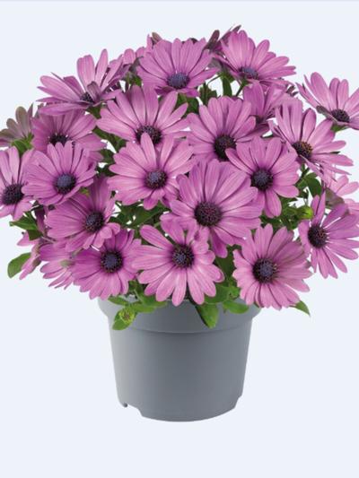 Osteospermum Afrikaans Pink 1.3L Osteospermum Afrikaans Pink 1.3L