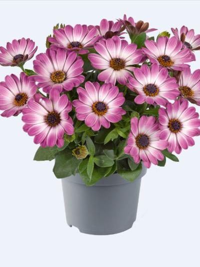 Osteospermum Afrikaans Rose-White Bicolour 1.3L Osteospermum Afrikaans Rose-White Bicolour 1.3L