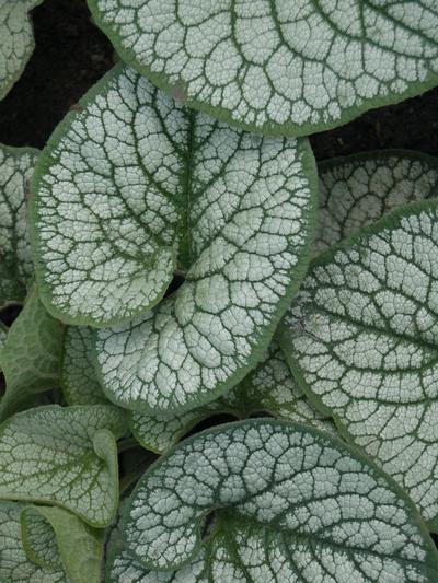 Brunnera Sea Heart Brunnera Sea Heart