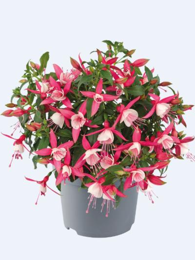 Fuchsia Diva Coral-White  Fuchsia Diva Coral-White