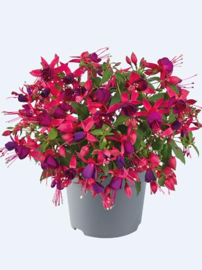 Fuchsia Diva Rose-Violet Fuchsia Diva Rose-Violet