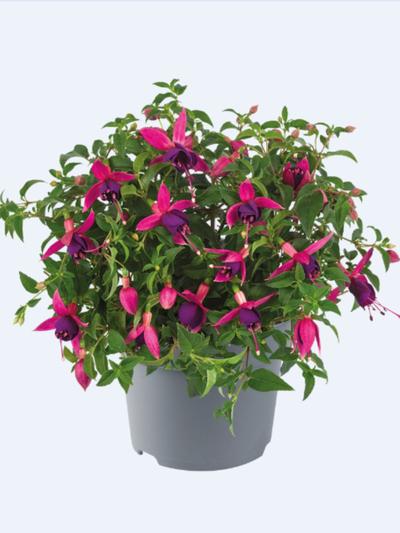 Fuchsia Windchimes Pink Purple Fuchsia Windchimes Pink Purple