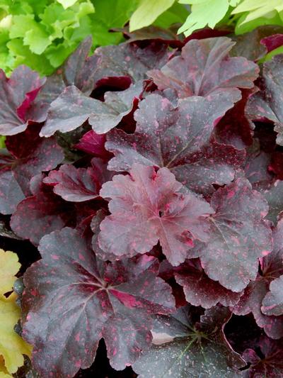 Heuchera Midnight Rose 2.5L  Heuchera Midnight Rose 2.5L