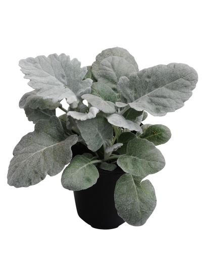Senecio Silver Shimmer Senecio Silver Shimmer