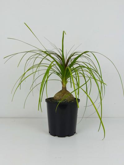 Ponytail Palm - Beaucarnea Recurvata 3.3L Ponytail Palm - Beaucarnea Recurvata 3.3L