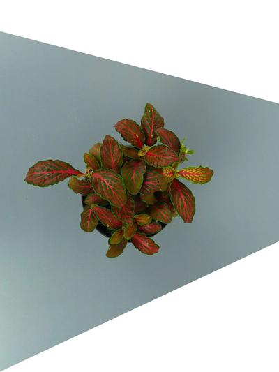 Fittonia Mini Crinkly Red Fittonia Mini Crinkly Red