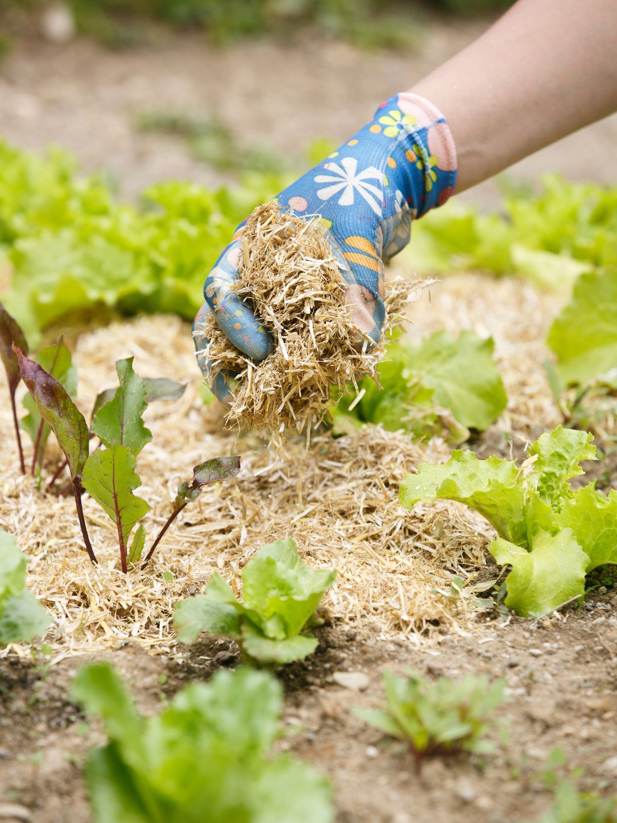 Mulching Mulching