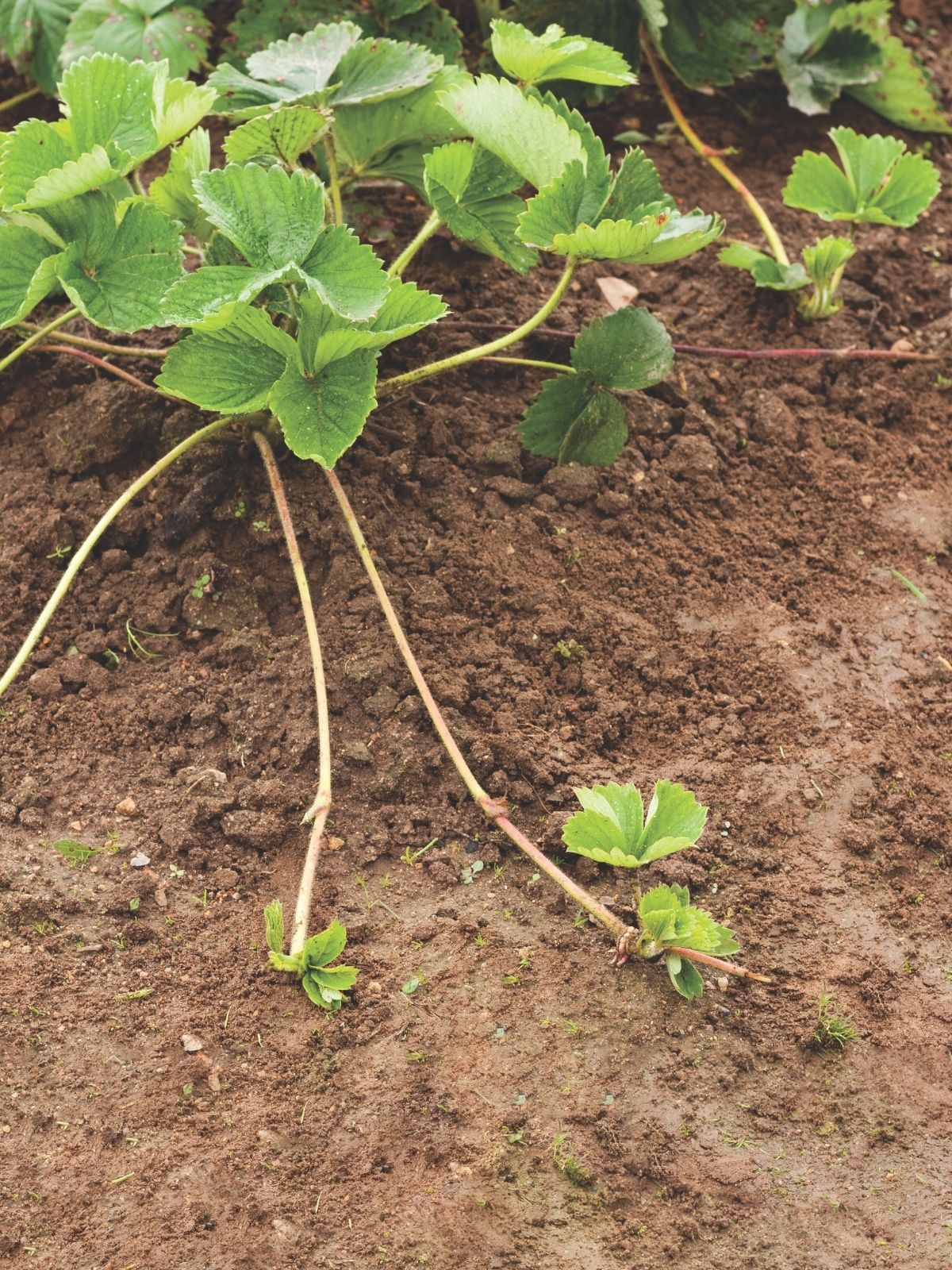 Strawberry – DIY Runners: 