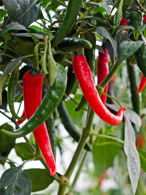 Pepper Chilli Long Horn - Large Grade