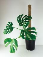 Taming Your Monstera