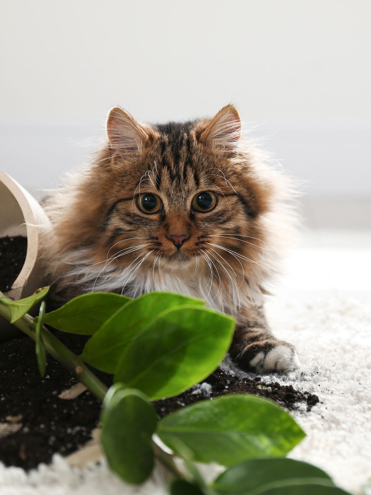 Pet-Safe Houseplants