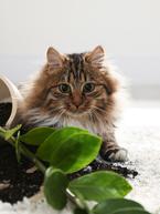 Pet-Safe Houseplants