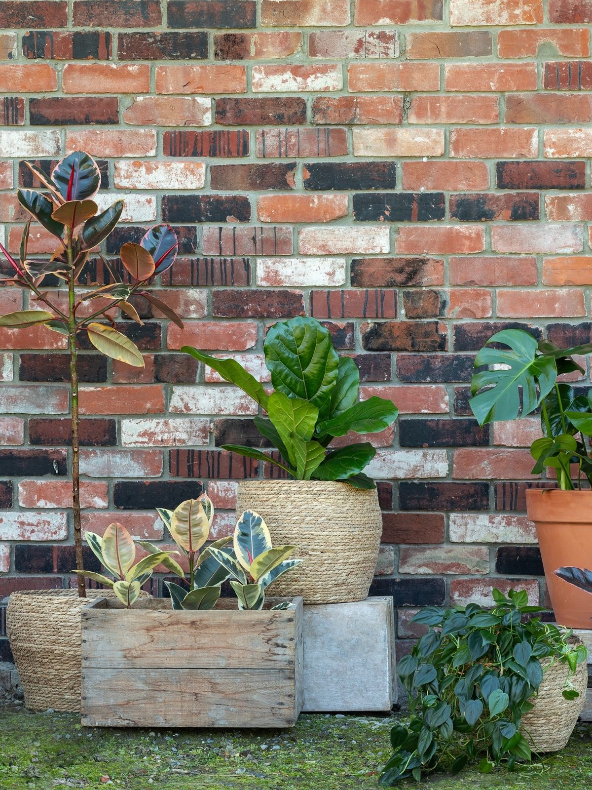 Workspace Houseplant Companions