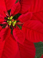 Poinsettia: The Festive Beauty of Christmas