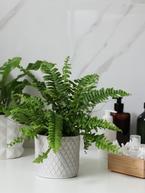 Top 6 Ferns for Your Indoor Collection