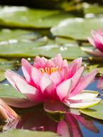 Growing Waterlilies