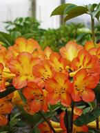 Vireya Rhododendrons