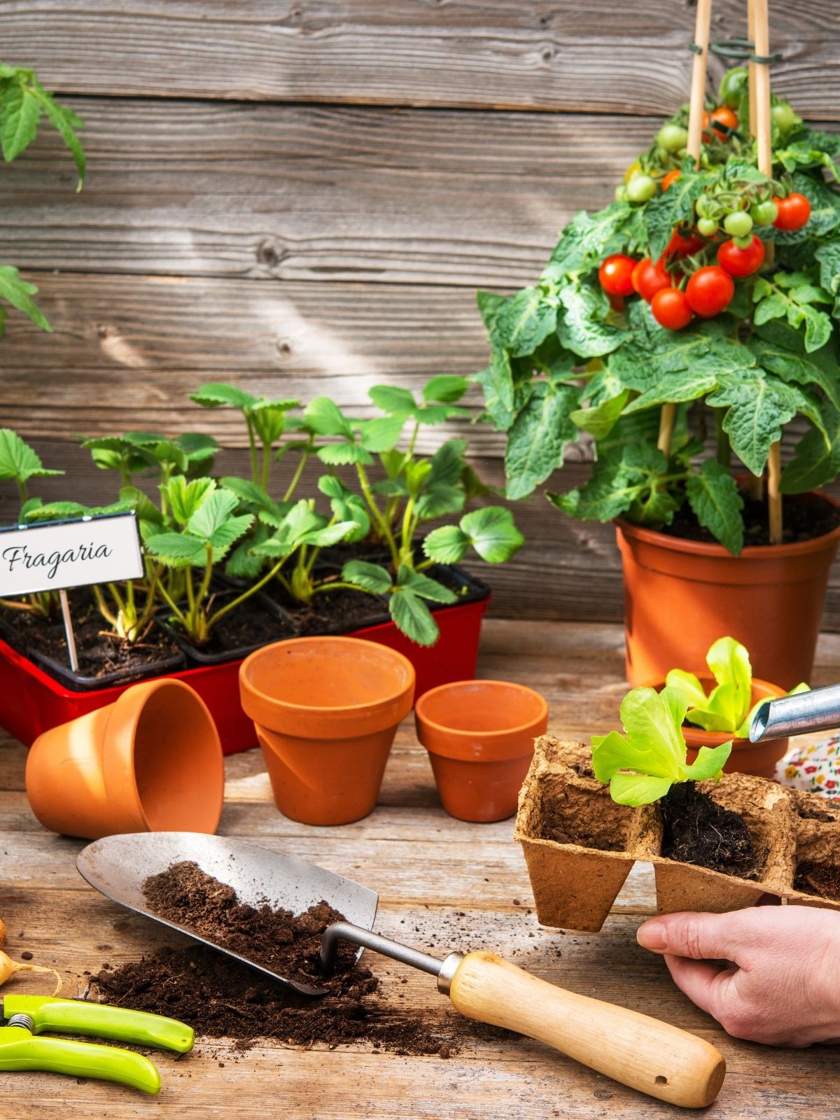 Growing seeds and propagating at Home