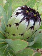 Protea Leucadendrons & Leucospermum