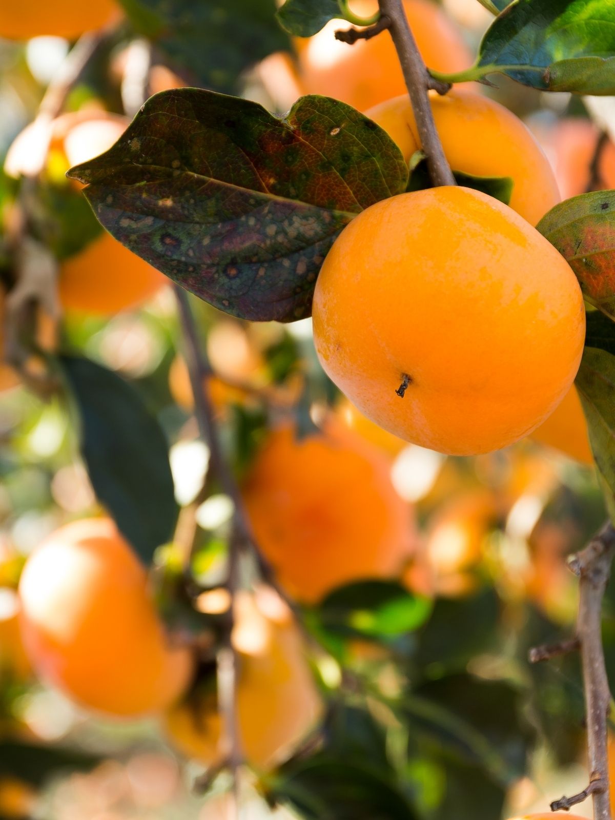 Persimmons: A Sweet and Unique Delight