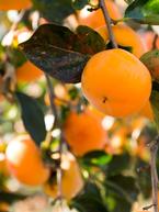 Persimmons: A Sweet and Unique Delight