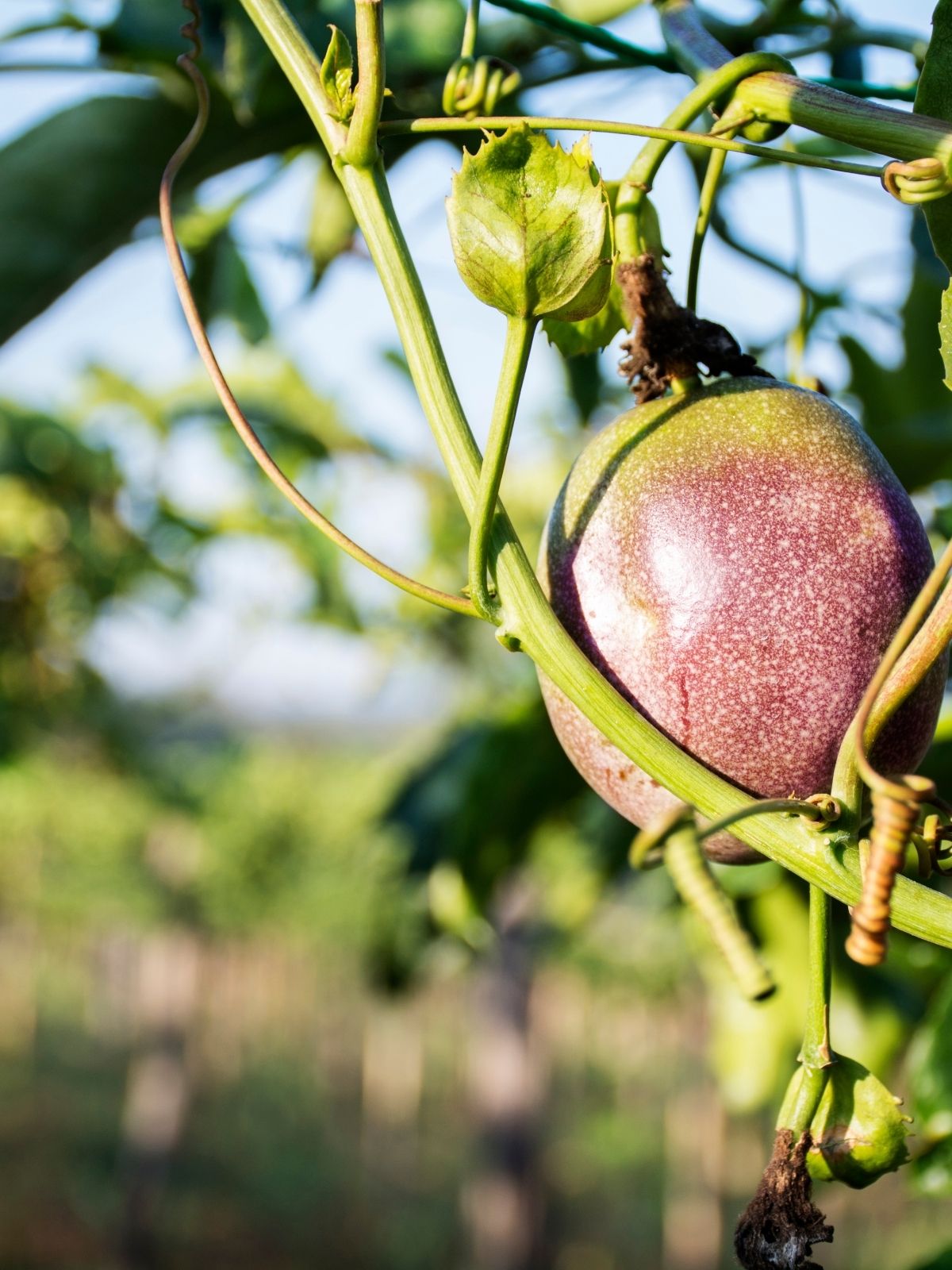 Passionfruit – The Taste of Summer