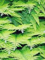 Growing Outdoor Ferns