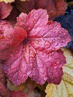 Heuchera – A World of Contrast