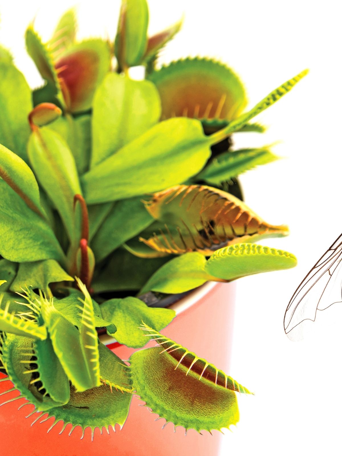 Flytraps & Carnivorous Plants