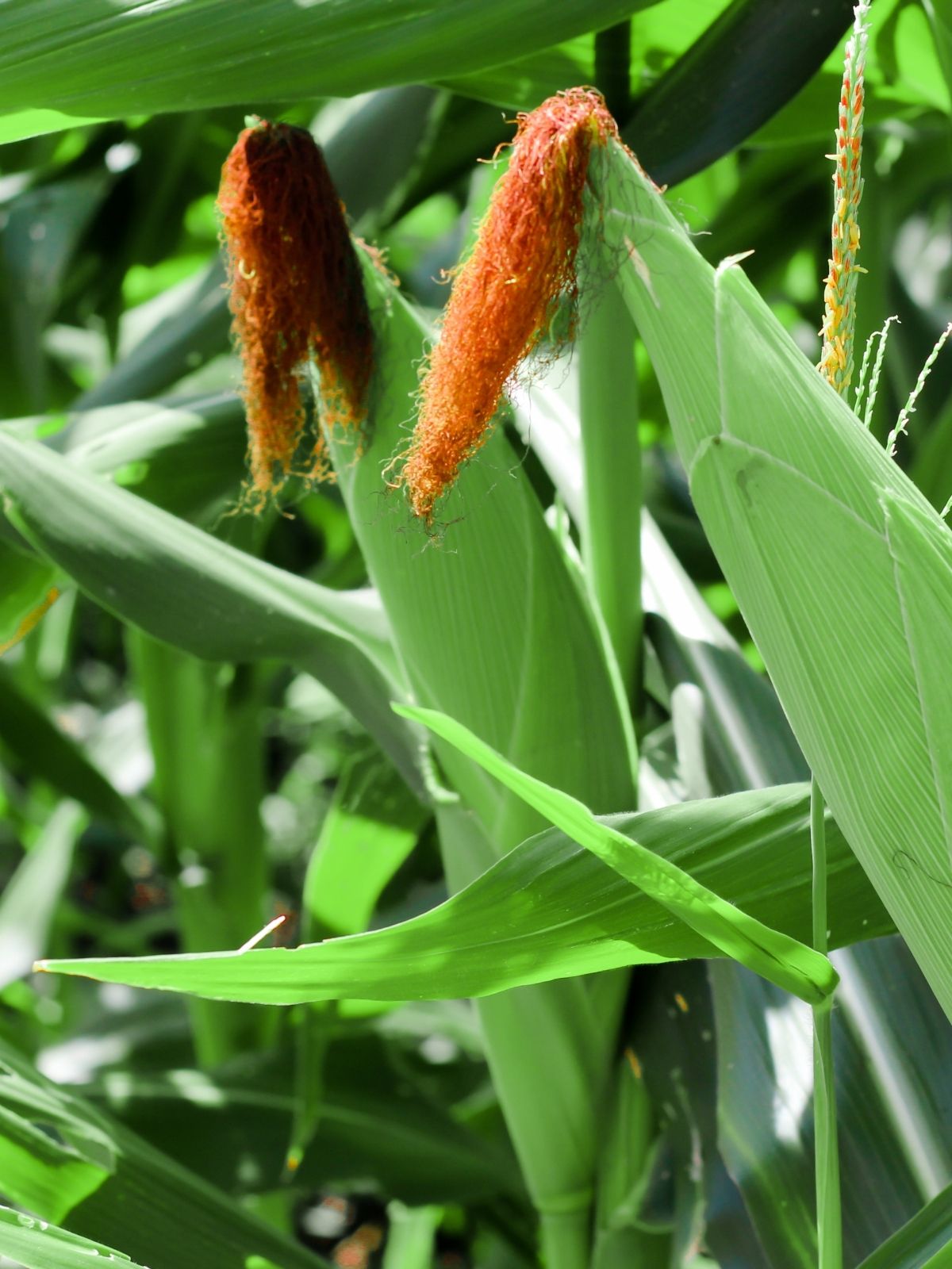 Corn, Eggplants, and Cucurbits