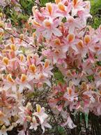 Growing Deciduous Azaleas