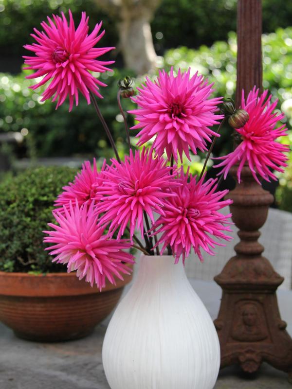 Dahlia Electro Pink