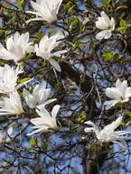 Deciduous Magnolias