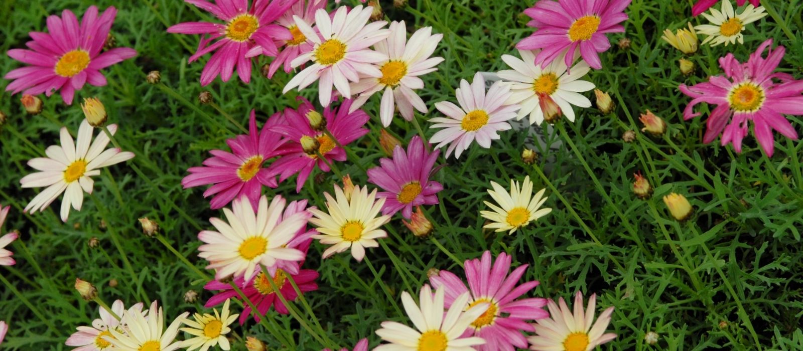 Growing Daisies