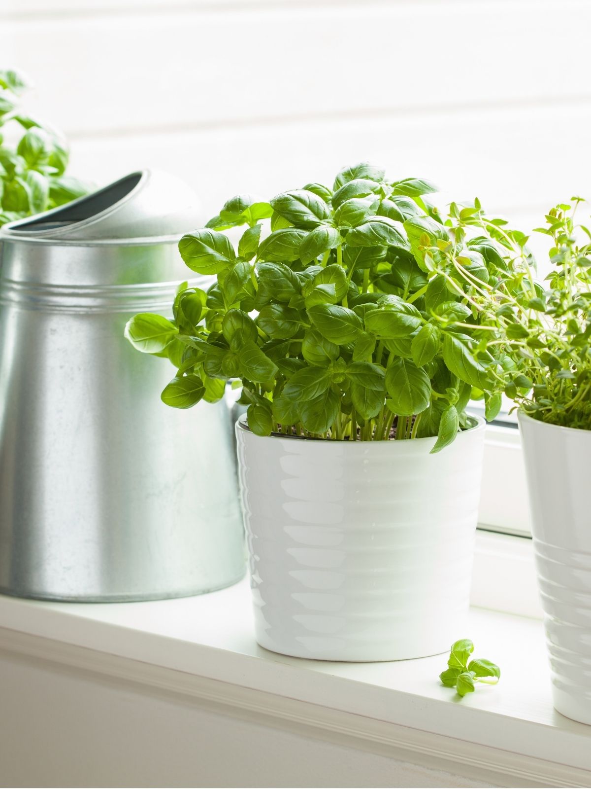 Windowsill Gardening