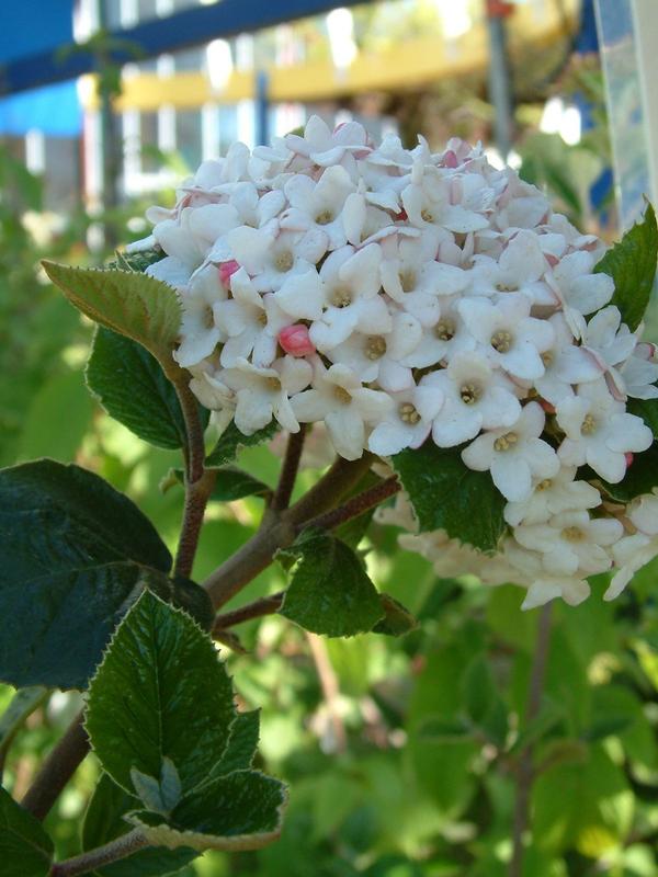 Viburnum Anne Russell