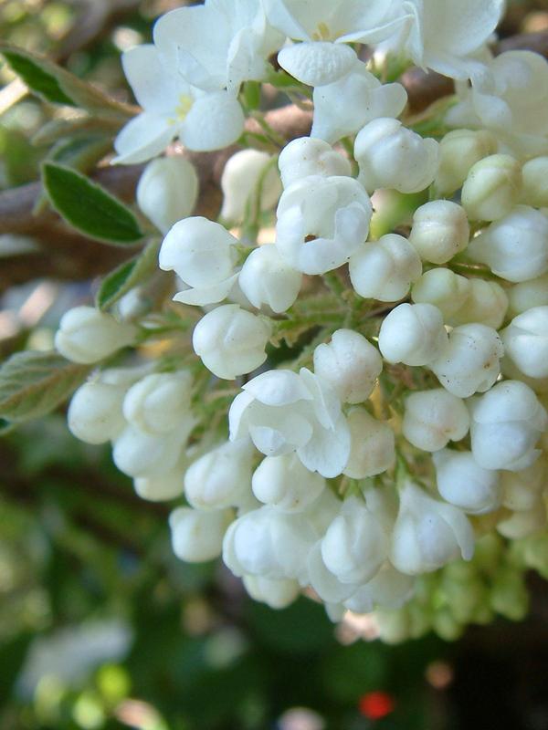 Viburnum Eskimo