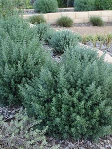 Oderings Garden Centres | Shrub - Westringia Grey Box