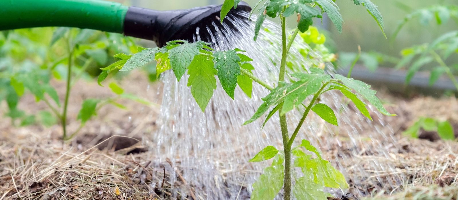 Watering and Mulching