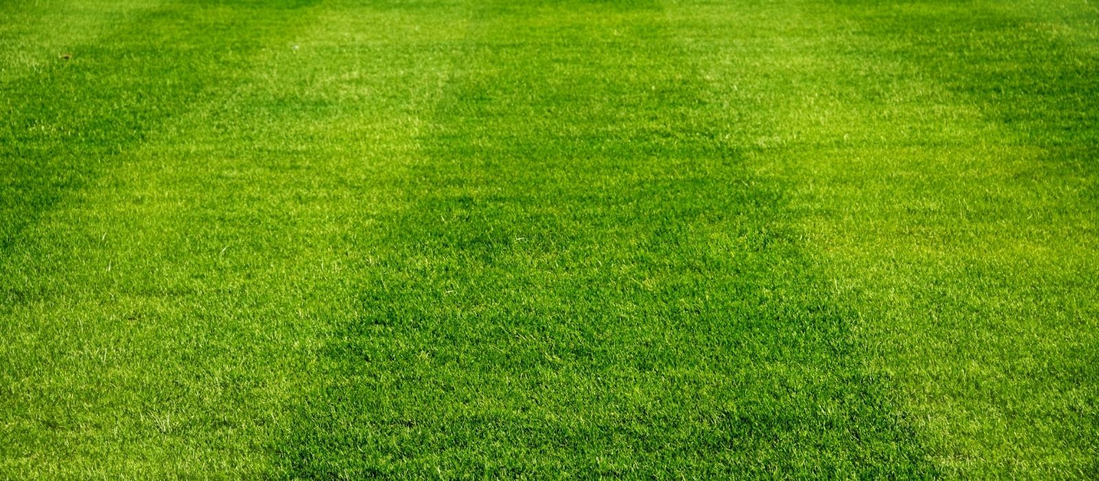 What Lawn Is Right for You?