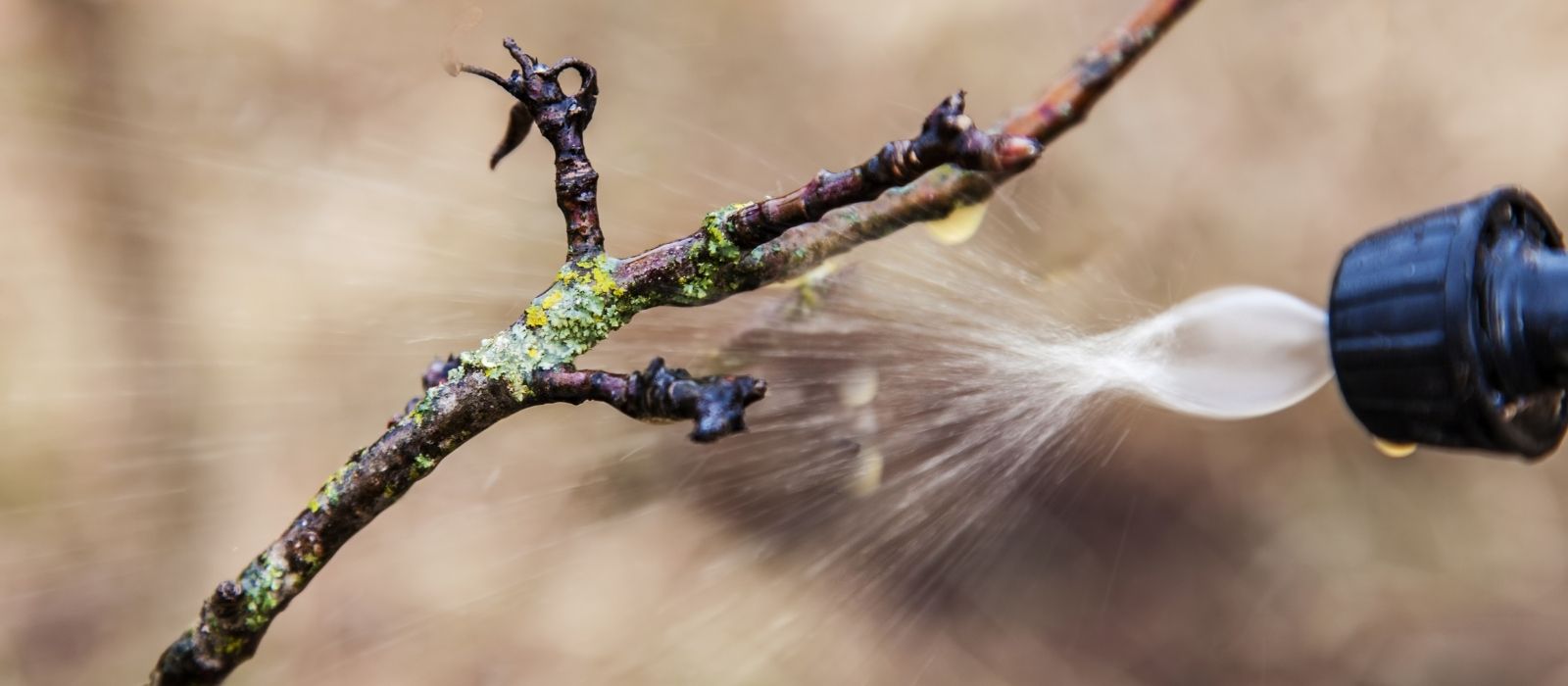 Winter Spraying and Leaf Curl Prevention