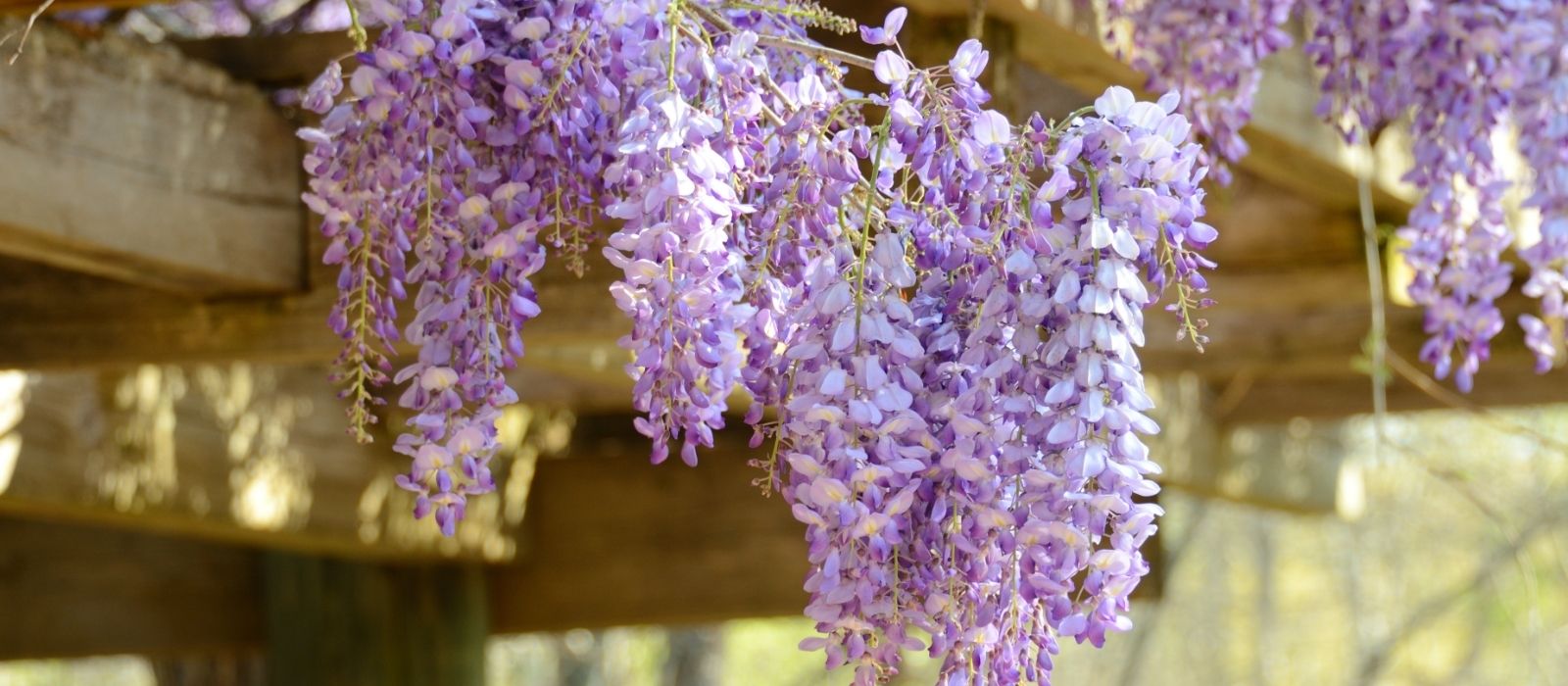 Growing Wisteria