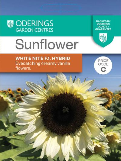 Sunflower White Nite F1 Hybrid