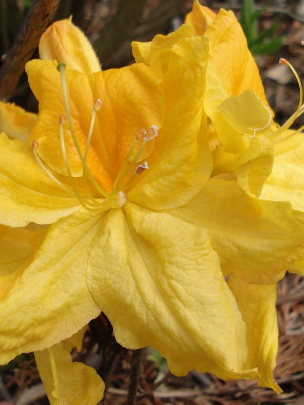 Deciduous Azalea Melford Lemon