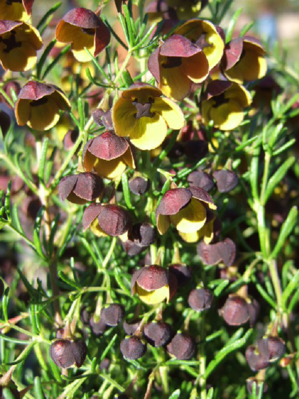 Boronia Brown 14cm