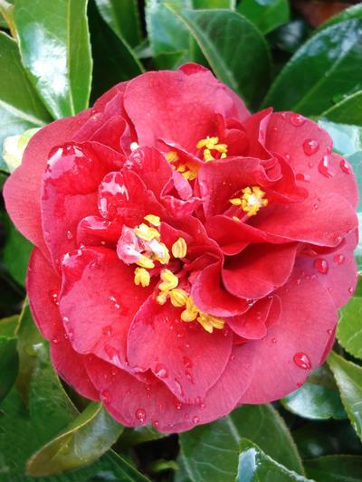 Camellia Maroon & Gold