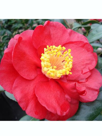 Camellia San Dimas